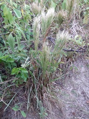 Schizachyrium microstachyum