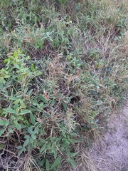 Stenotaphrum secundatum