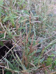 Stenotaphrum secundatum