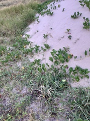 Eustachys retusa