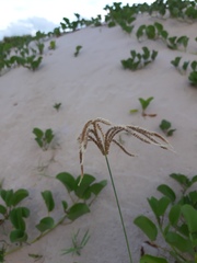 Eustachys retusa