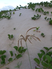 Eustachys retusa