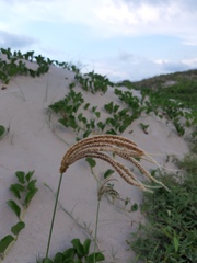 Eustachys retusa