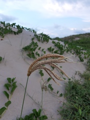 Eustachys retusa