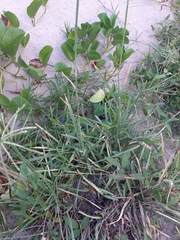 Eustachys retusa