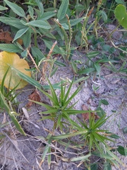 Cyperus pedunculatus