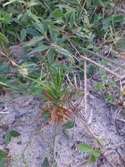 Cyperus pedunculatus