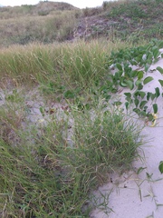Urochloa
