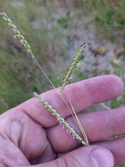Urochloa