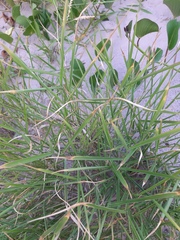 Urochloa