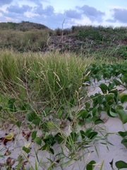 Urochloa