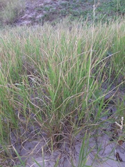 Urochloa