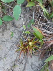 Cyperus pedunculatus