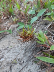 Cyperus pedunculatus