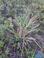 Cyperus ligularis