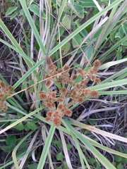 Cyperus ligularis
