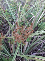 Cyperus ligularis