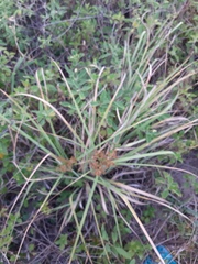 Cyperus ligularis