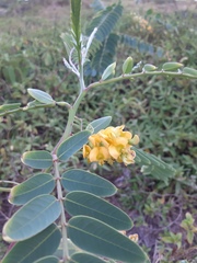 Sesbania virgata