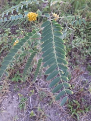 Sesbania virgata