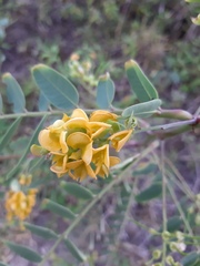 Sesbania virgata
