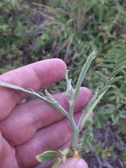 Sesbania virgata