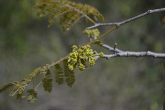 Albizia amara