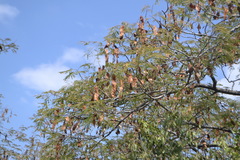 Albizia amara