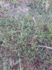 Microstachys corniculata