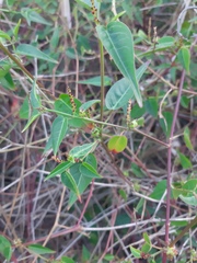 Microstachys corniculata