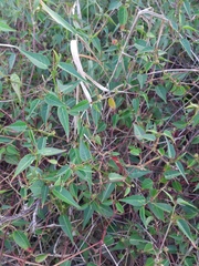 Microstachys corniculata