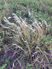 Andropogon arenarius