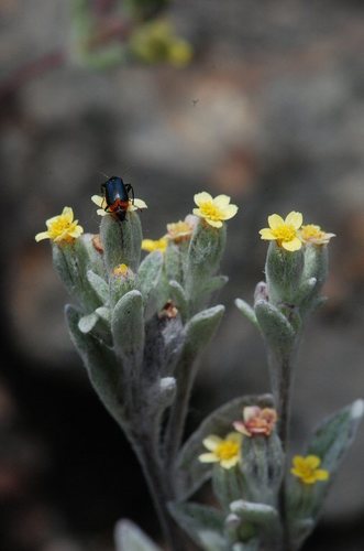 Yosemite woolly sunflower (Eriophyllum nubigenum)