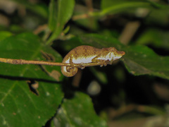 Calumma nasutum