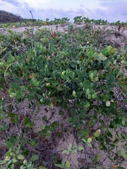 Smilax rufescens