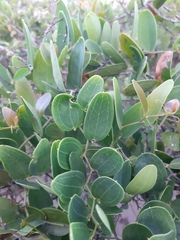 Smilax rufescens