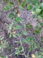 Smilax rufescens