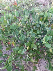 Smilax rufescens