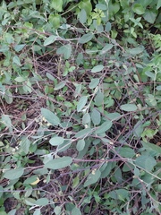 Waltheria indica
