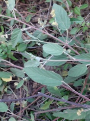 Waltheria indica