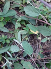 Waltheria indica