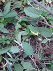 Waltheria indica