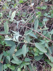 Waltheria indica