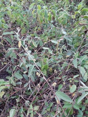 Waltheria indica
