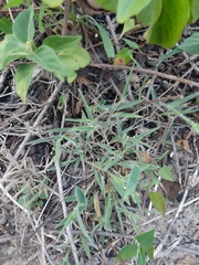 Dichanthelium