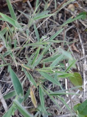 Dichanthelium