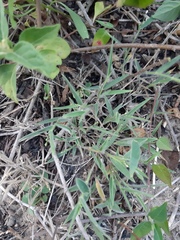 Dichanthelium