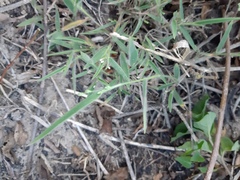 Dichanthelium