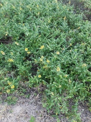Sophora tomentosa