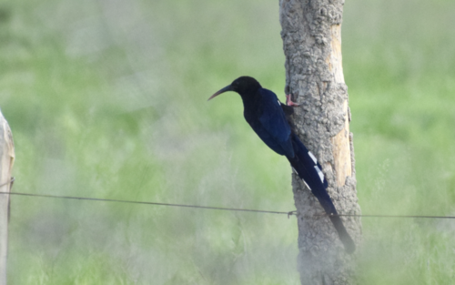 Woodhoopoes